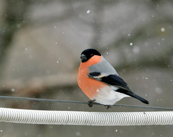 Bullfinch / ***