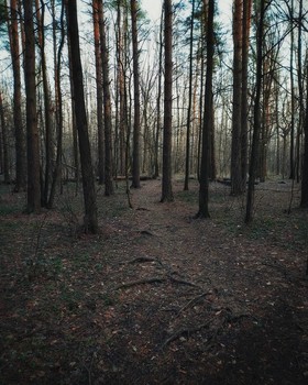 Forest / ***