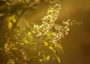 Aroma / ***
