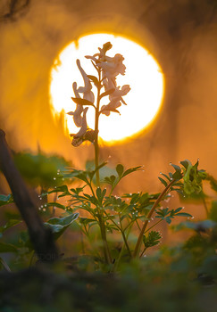 The spring sun / ***
