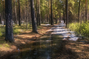 Spring forest. / ***