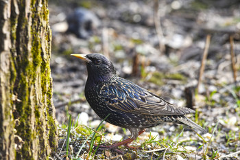 Starling / ***