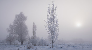 In the frosty haze / ***