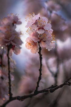 Morning freshness. / ***