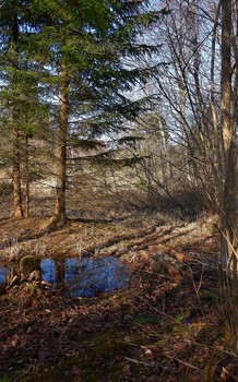 Spring Forest / ***