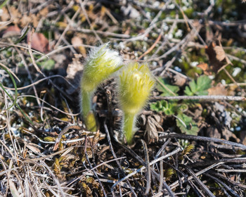 The first messengers of spring / ***