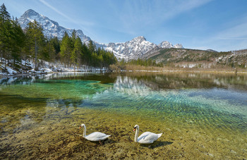 &nbsp; / Schwäne am Almsee