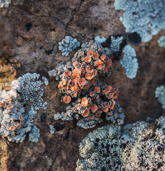 &nbsp; / [img]https://i.imgur.com/eAth5sa.jpg[/img]
[img]https://i.imgur.com/ssJafGi.jpg[/img]
[img]https://i.imgur.com/COLFdch.jpg[/img]
[img]https://i.imgur.com/DmnebSY.jpg[/img]
