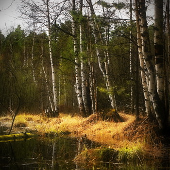 Spring forest. / ***