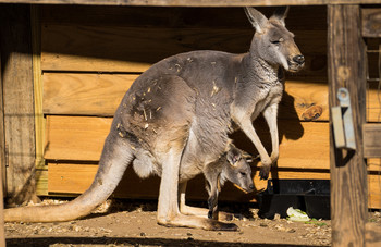 Double / The more kangaroos you have, the better