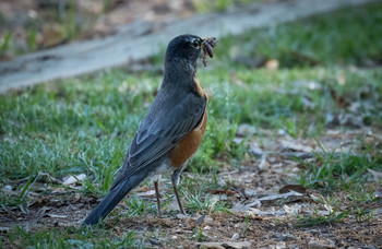 Dinner time / yummy!