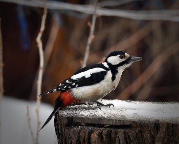 Woodpecker / ***