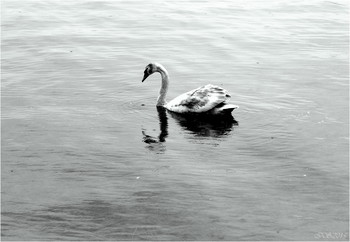 Ugly duckling / [img]https://i.imgur.com/QAFlimy.jpg[/img]
 [img]https://i.imgur.com/OH9NnHF.jpg[/img]
 [img]https://i.imgur.com/cv111Jr.jpg[/img]
 [img]https://i.imgur.com/lJ1Lnto.jpg[/img]
 [img]https://i.imgur.com/TzTMo26.jpg[/img]
 [img]https://i.imgur.com/Eoiiibl.jpg[/img]
 [img]https://i.imgur.com/QhUtfFw.jpg[/img]
 [img]https://i.imgur.com/tkLAXVQ.jpg[/img]
 [img]https://i.imgur.com/4Nc5WqO.jpg[/img]