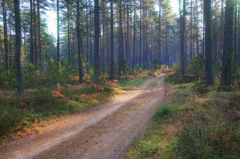 Redhead Autumn / ***