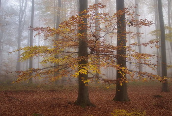 Seeing Fall / ***
