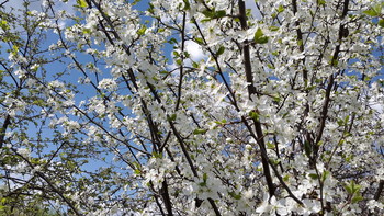 Spring. / ***