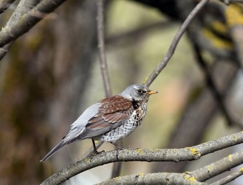 Thrush Fieldfare / ***