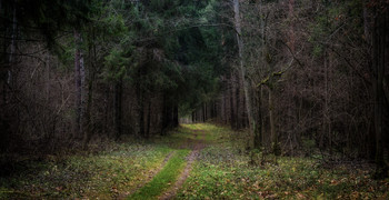 Forest trail / ...