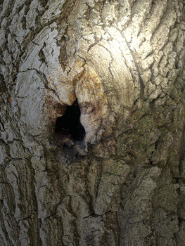 Cut this tree / Wie siehst Du aus?