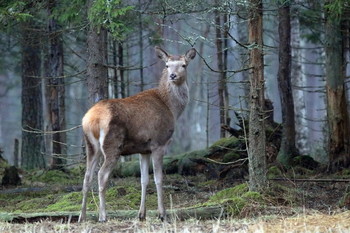 Pashkevich68 / Pashkevich68