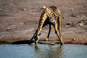 Durst.... / aufgenommen in Afrika, an einer Wasserstelle in der Nähe der Straße