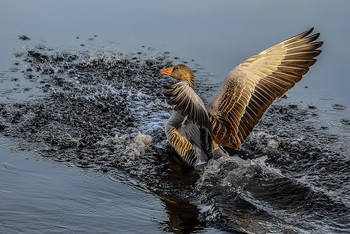 Good goose / ***