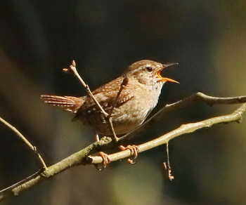 Wren / ***