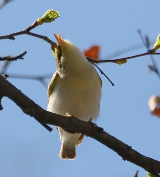 At the spring sunshine / ***