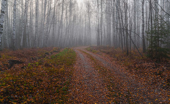 in the autumn forest / ***