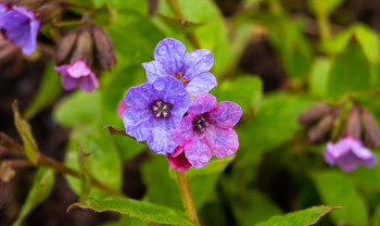 After the rain / ***