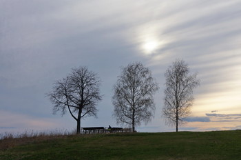 Birch Tree / ***