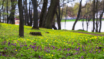 Primroses / ***