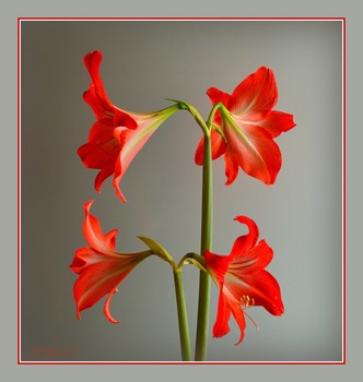 &nbsp; / [img]https://i.imgur.com/IiJnLMj.jpg[/img]