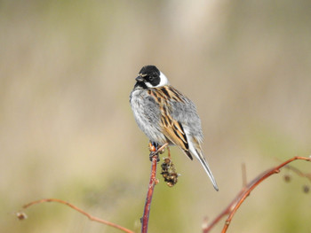 Reed bunting / ***