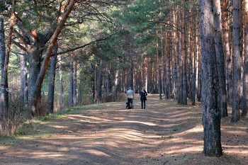 Walk through the woods / ***