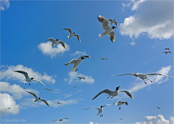 Seagulls / ***