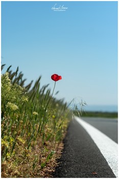 Lonely Poppy Flower / Somewhere along the road in Serbia.