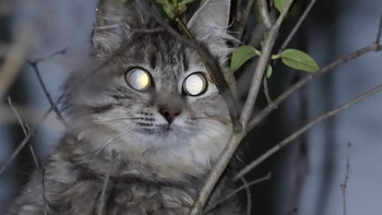 Fear has big eyes / ***