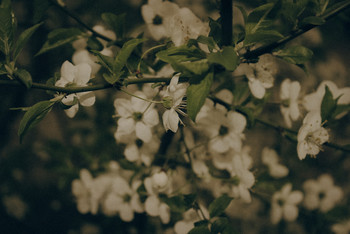 Flowering cherry / ***