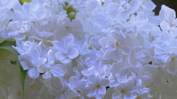 White Lilac / ***