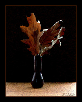 &nbsp; / [img]https://i.imgur.com/kHPRuvz.jpg[/img]