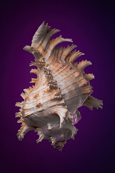 Shell / ***