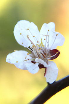 Apricot flower / ***