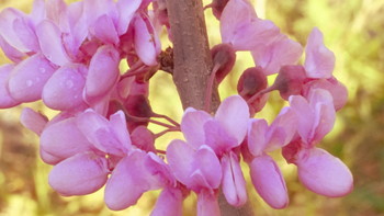 Rosebush / ***