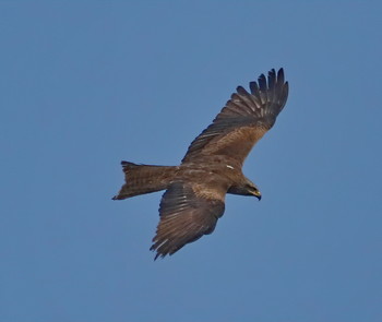 Black Kite / ***