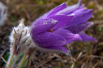 Pulsatilla Crimean / ***