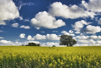 &nbsp; / Rapsblüte in der Landschaft Angeln.