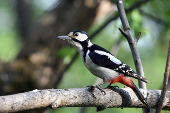 Woodpecker / ***