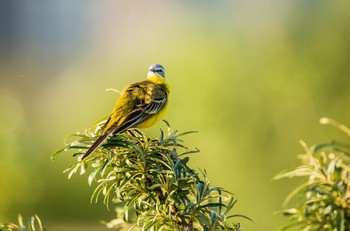 Yellow Wagtail / ***