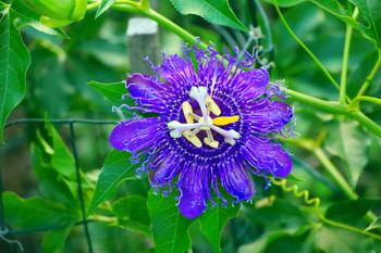 passionflower / 444